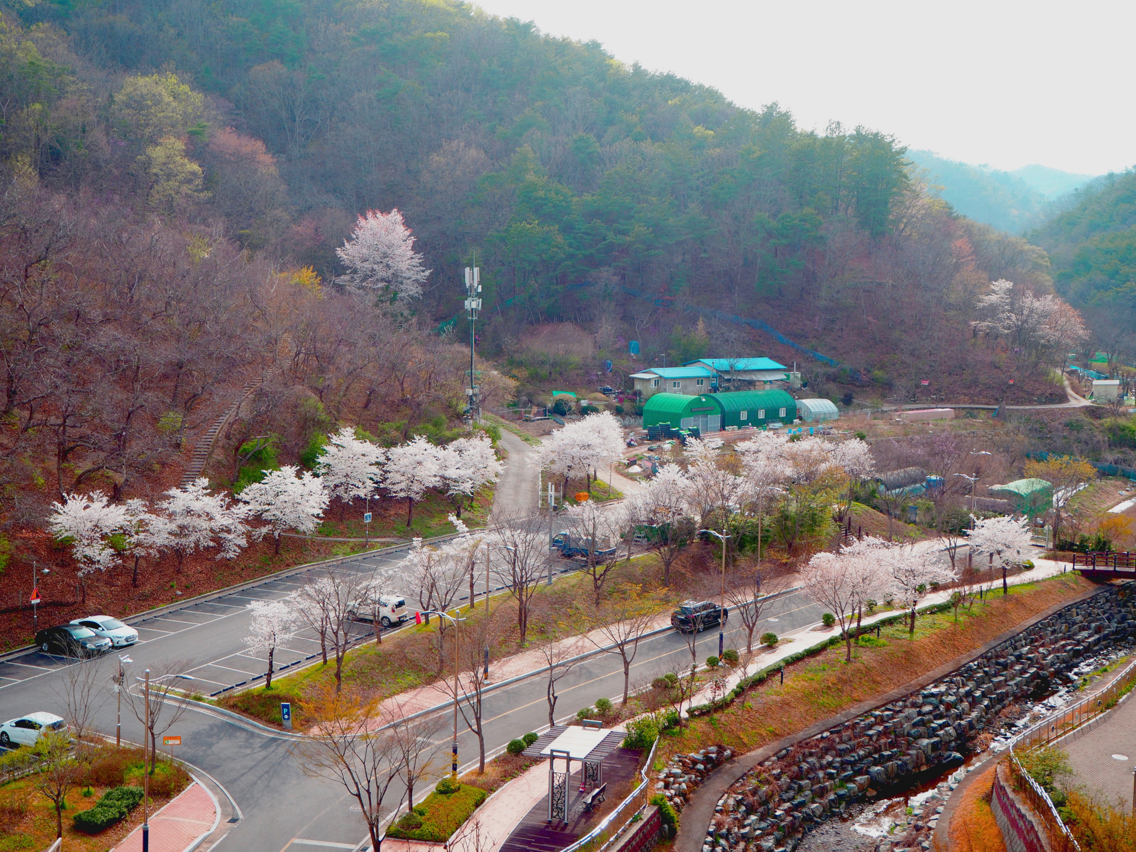 Cherry blossoms viewed from UNIST dorm window