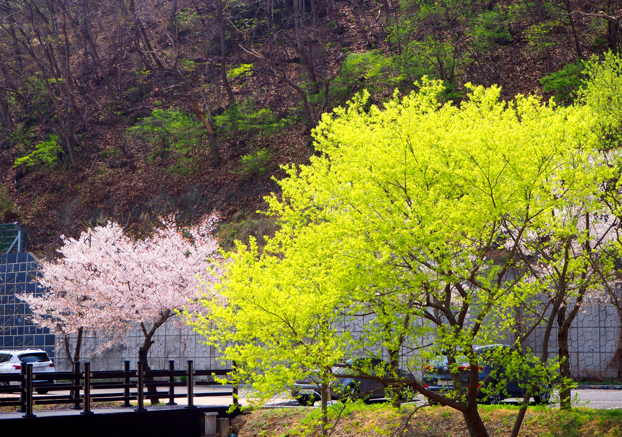 Blooming cherry behind a tree with bright green leaves