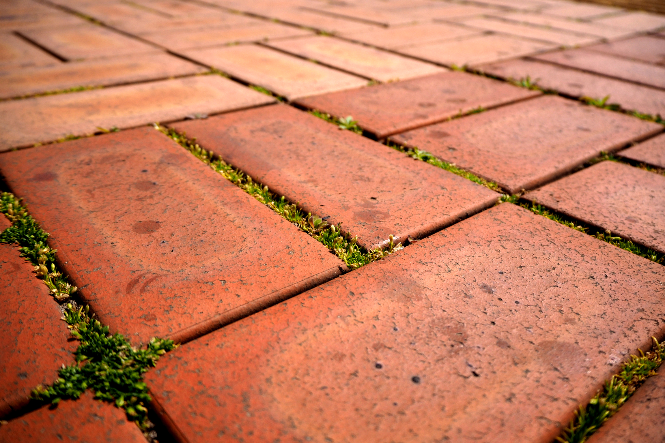 tiny grass growing between paving bricks