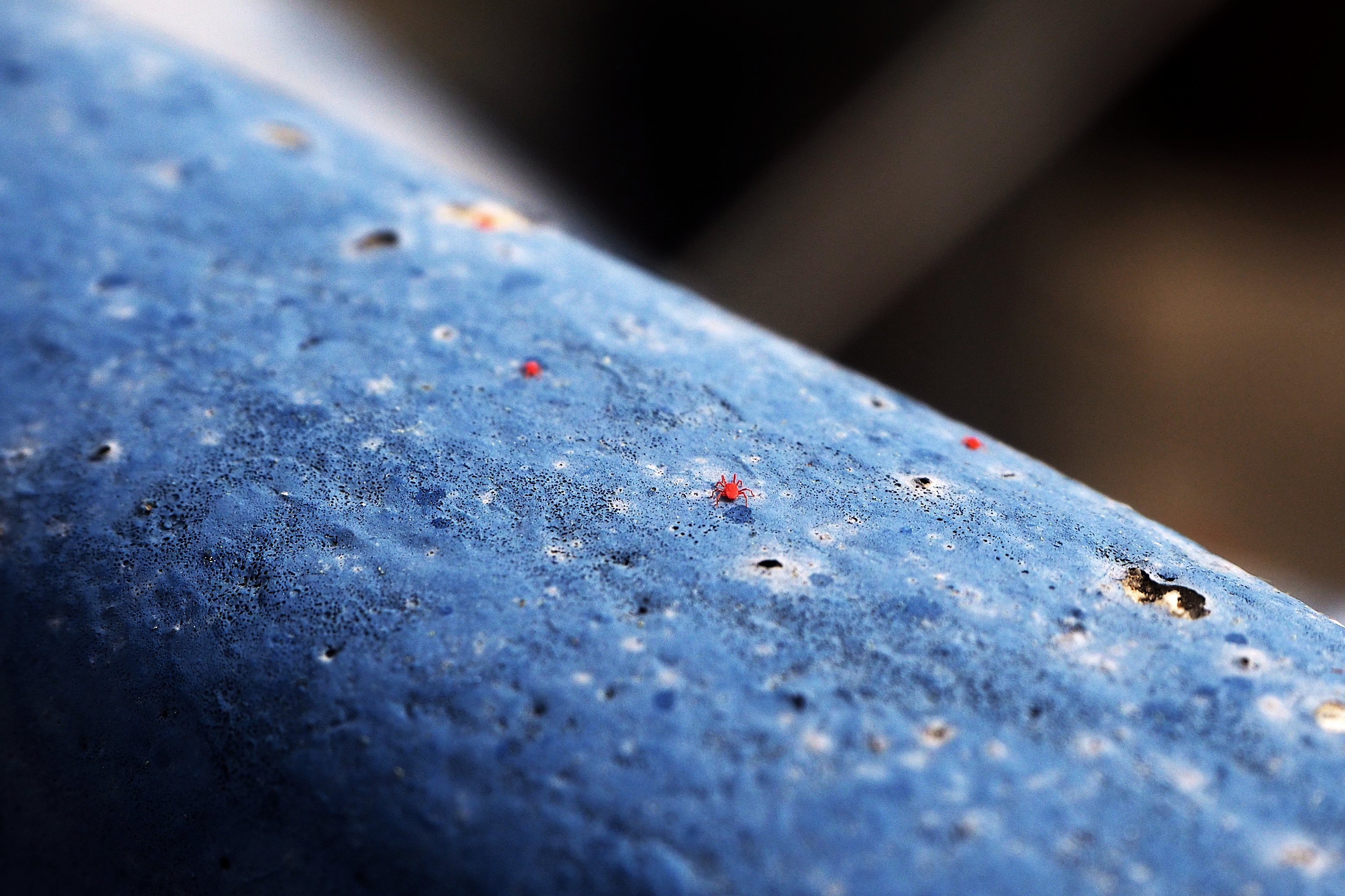 closeup of red mites on blue concrete