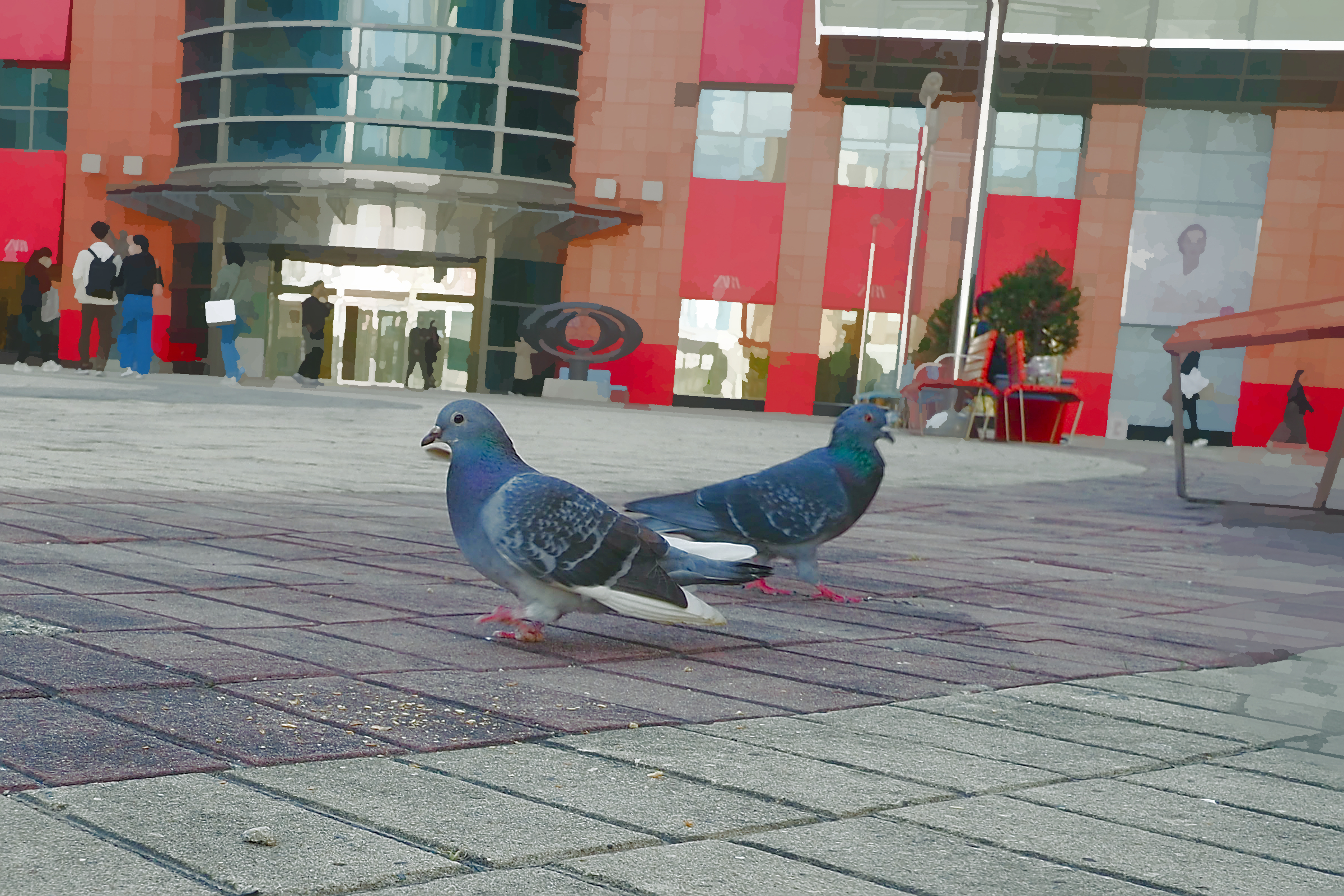 two pigeons facing opposite directions