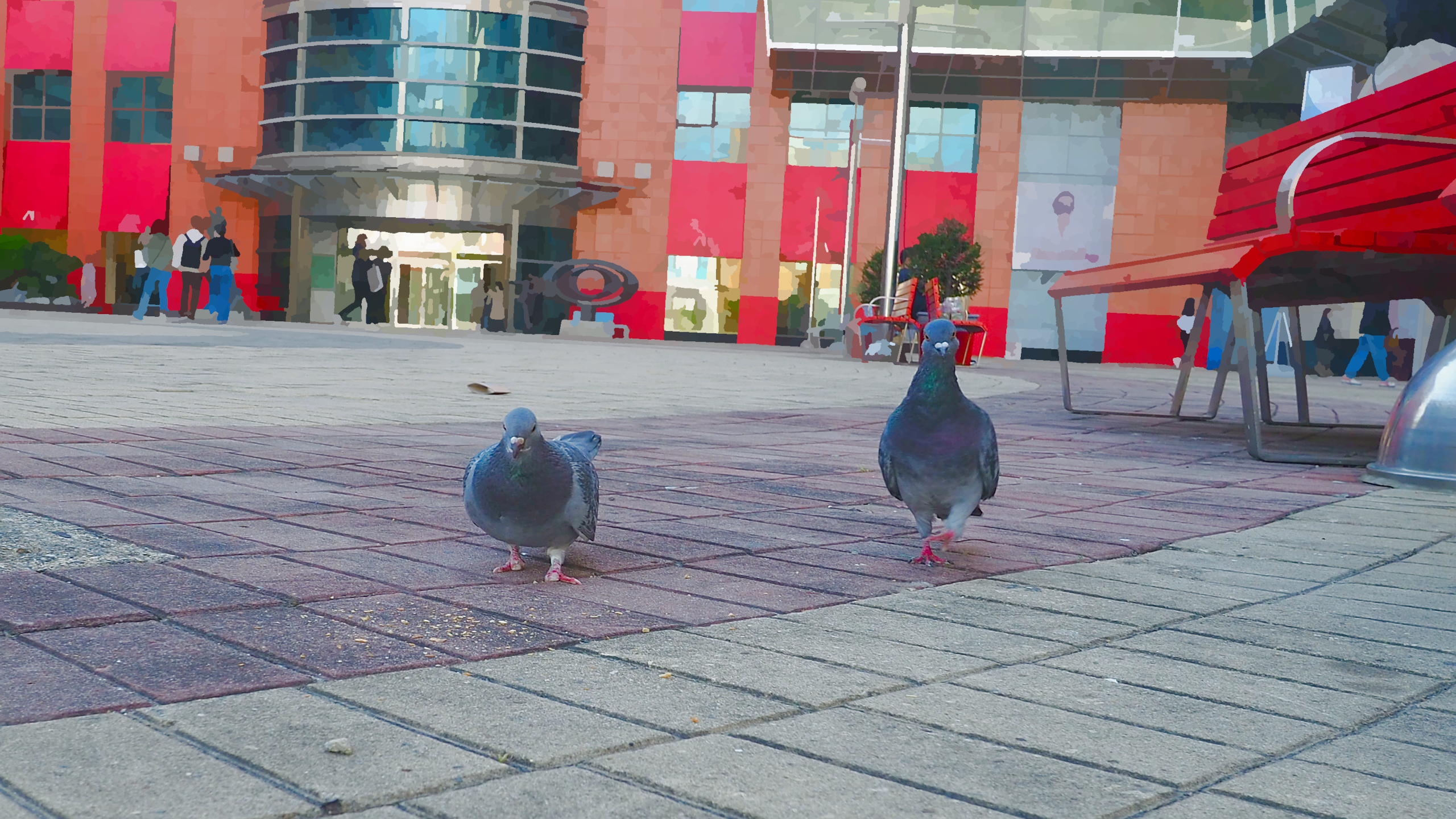 two pigeons facing the camera