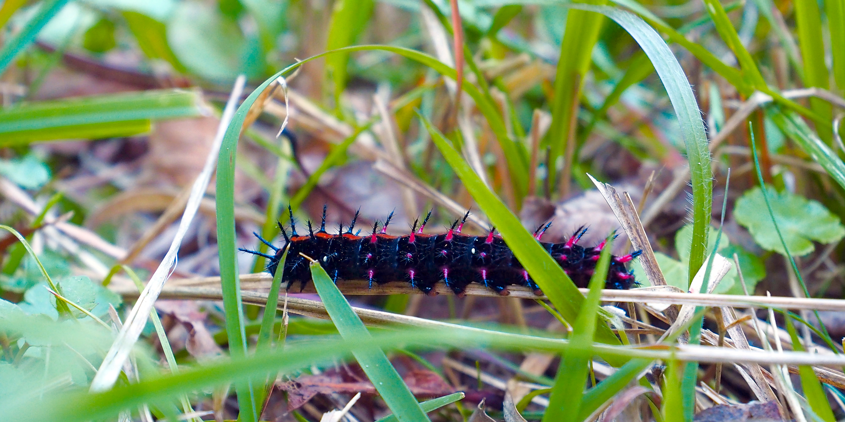 argynnis hyperbius larva in the grass