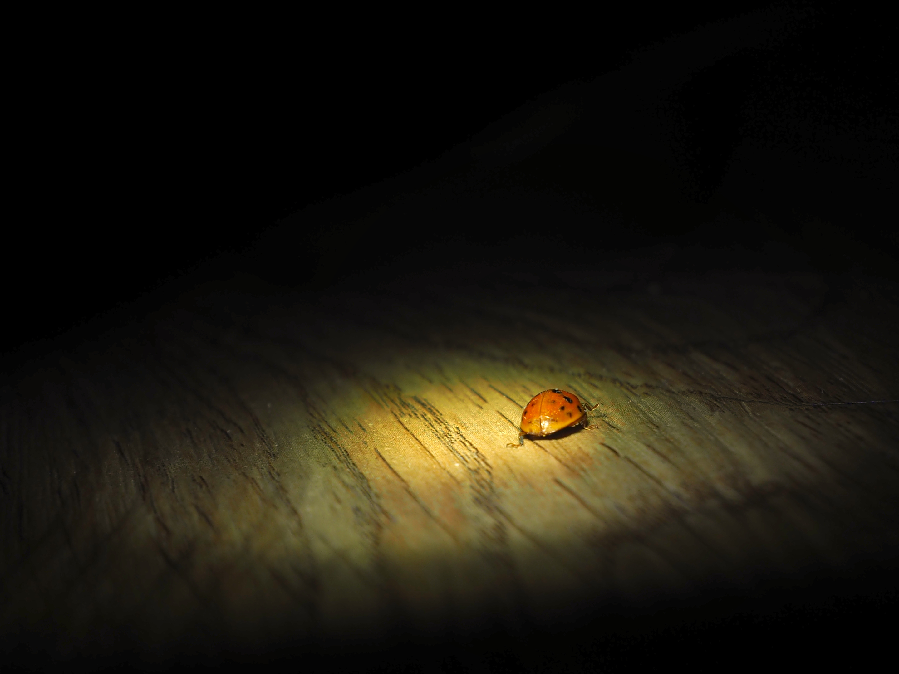 harlequin ladybug in the dark lit by a light beam