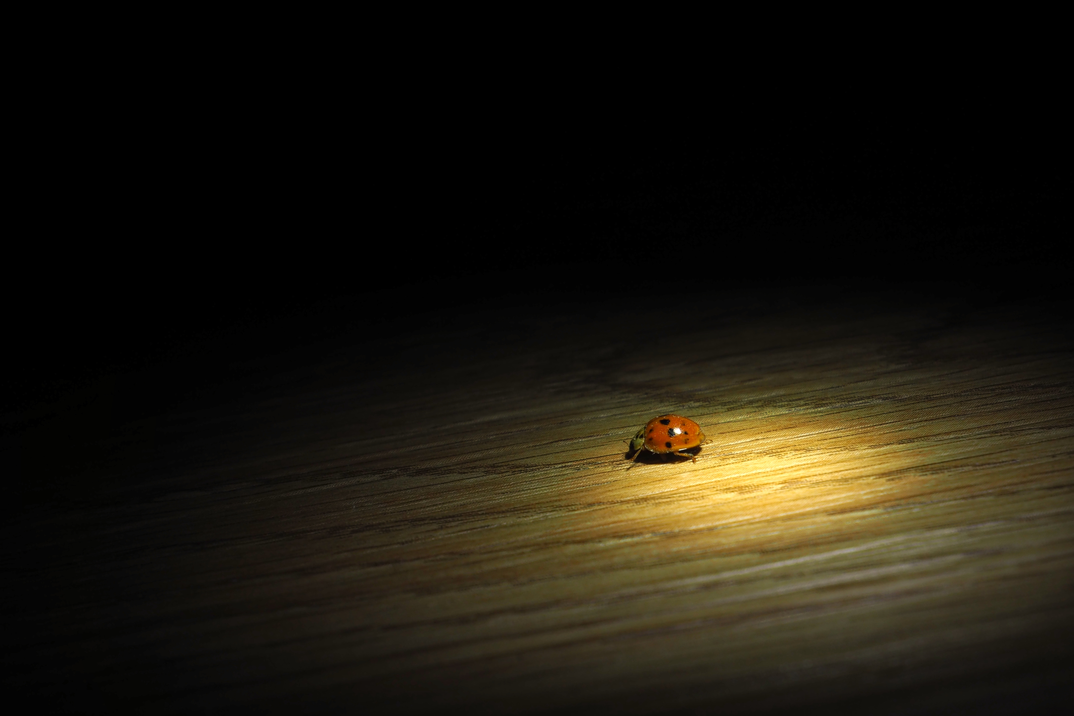 harlequin ladybug in the dark lit by a light beam