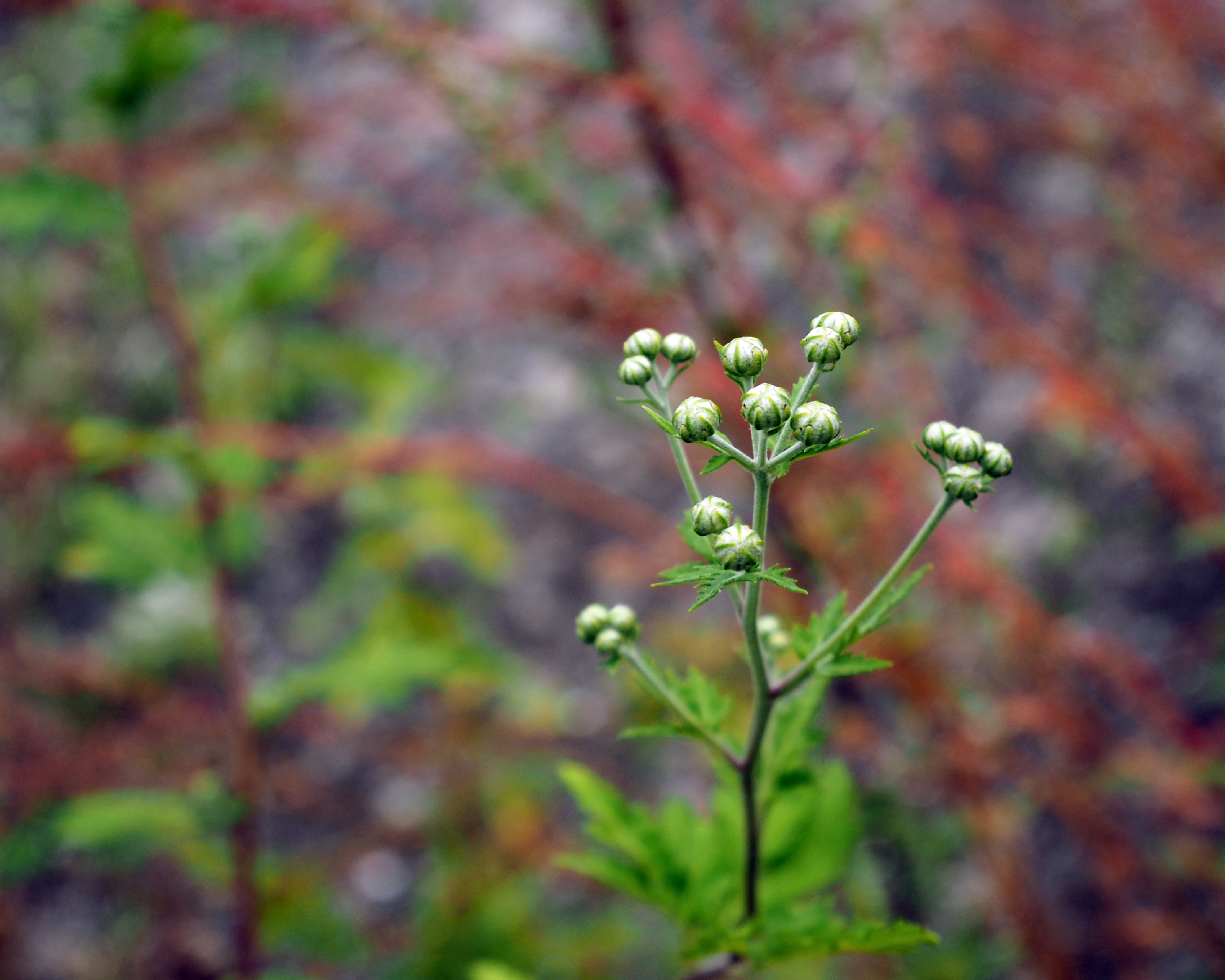 plant buds in front of red and greeen twigs