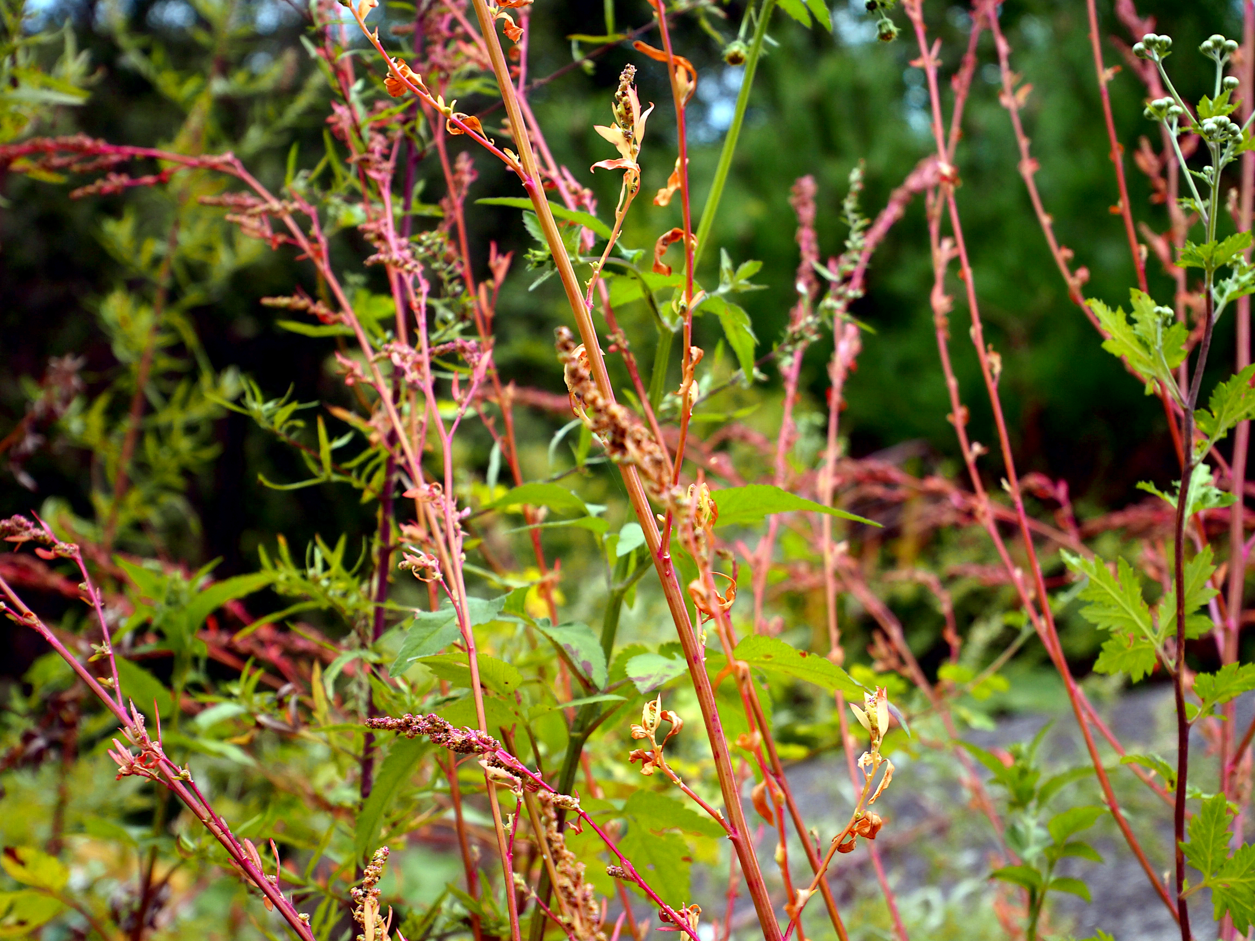 red and green twigs