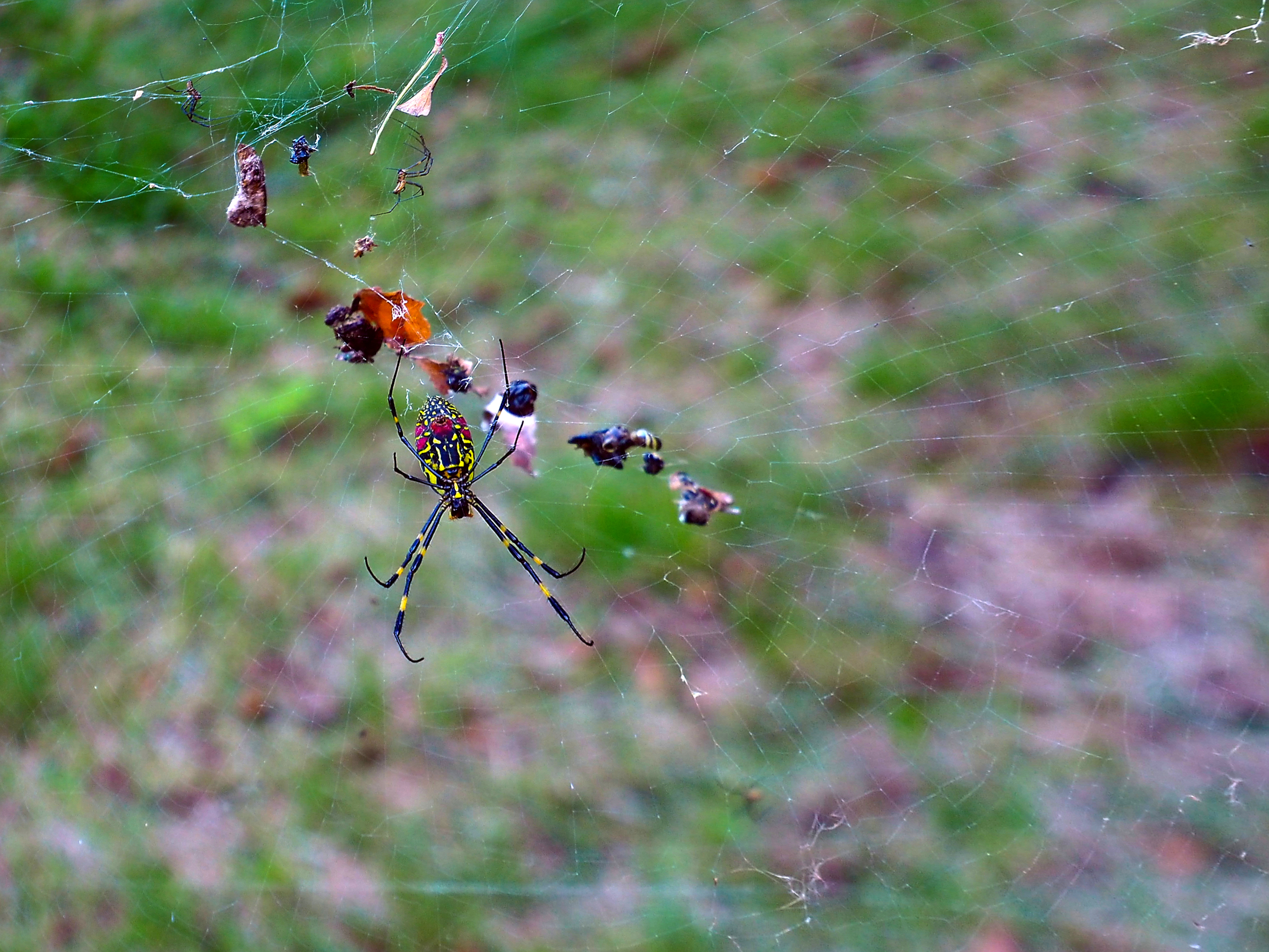 Jorō spiders, one female and two males