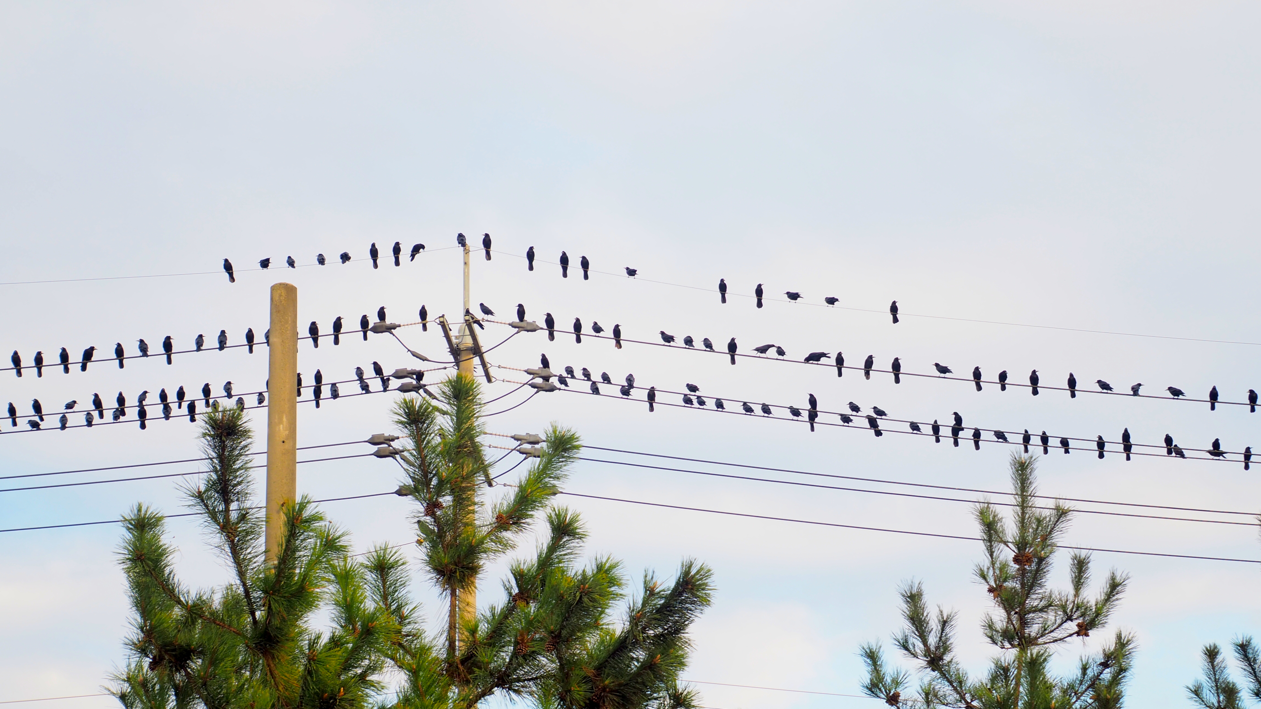 birds sitting on power lines behind some pine trees