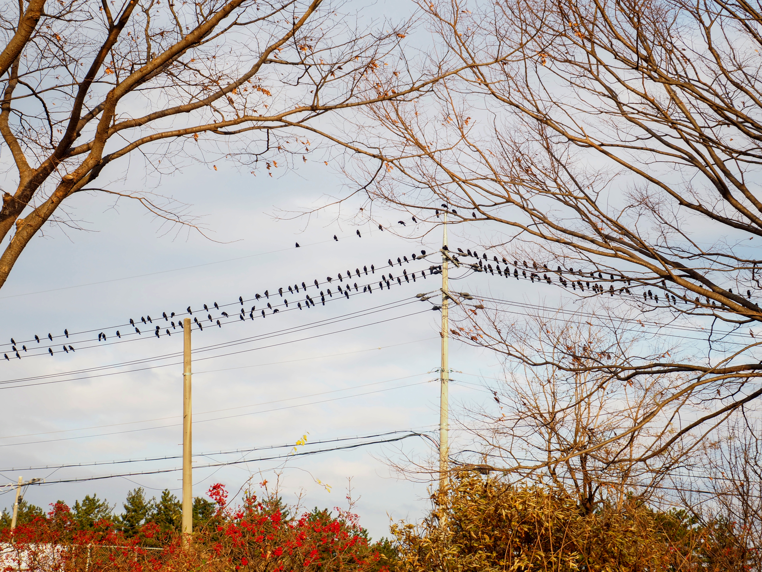 birds sitting on power lines behind some deciduous trees