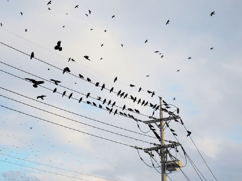 birds sitting on power lines, some flying