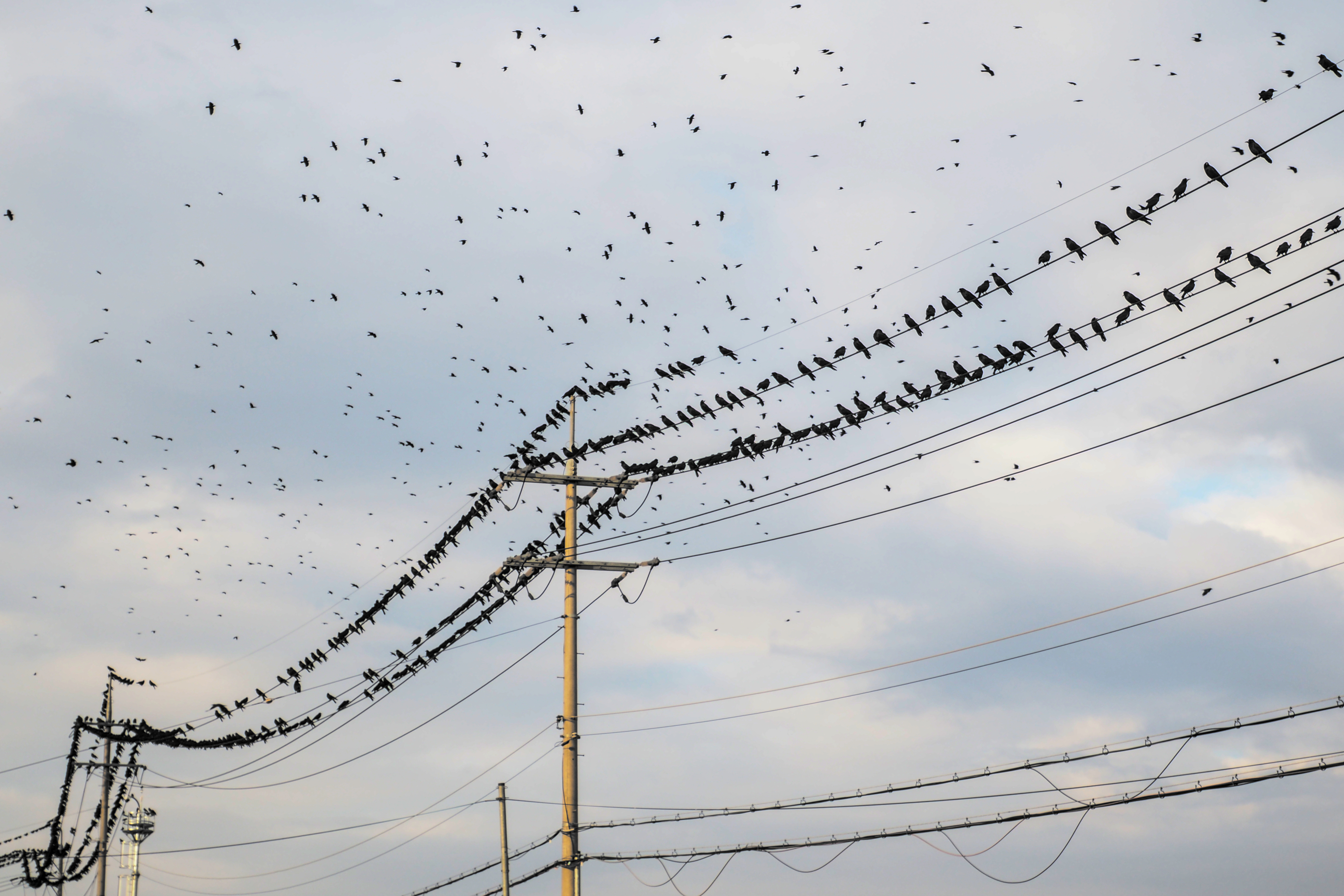 more birds sitting on power lines, some more flying