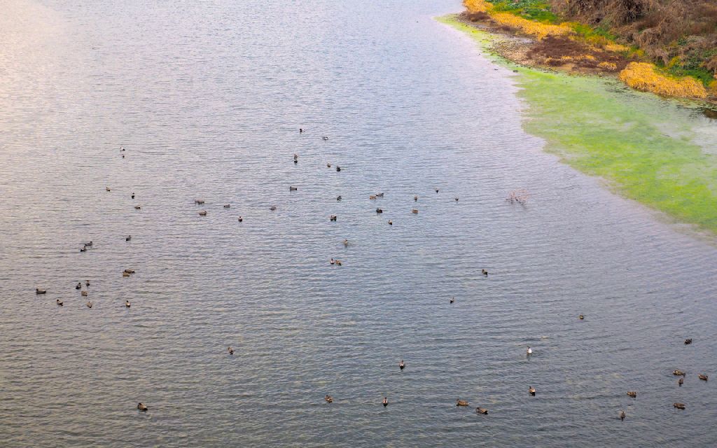 ducks foraging on a river