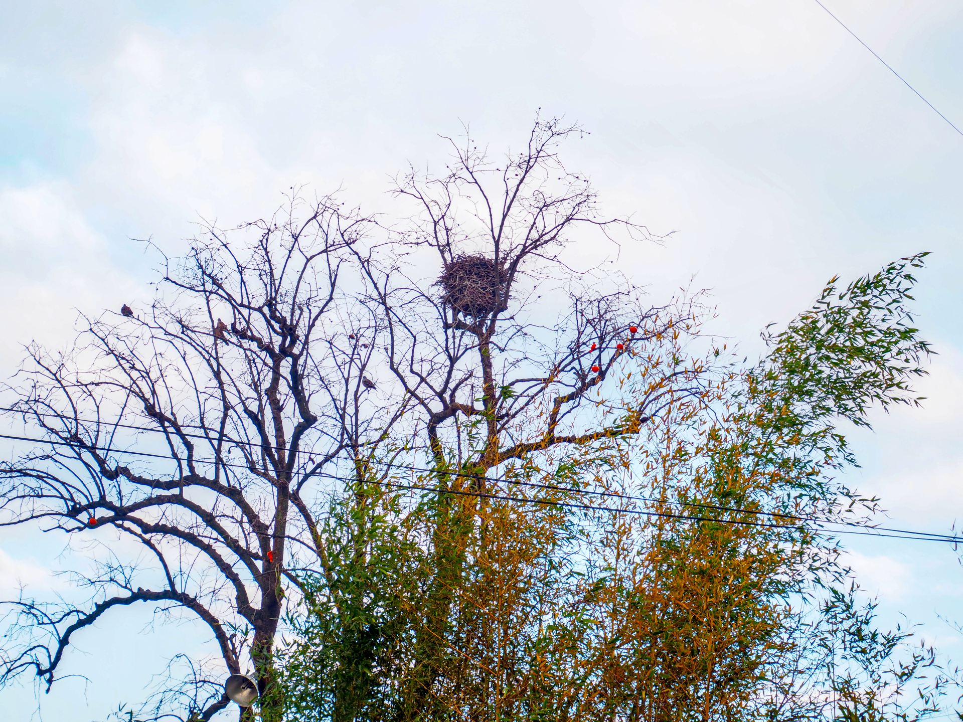 bird nest on a treetop