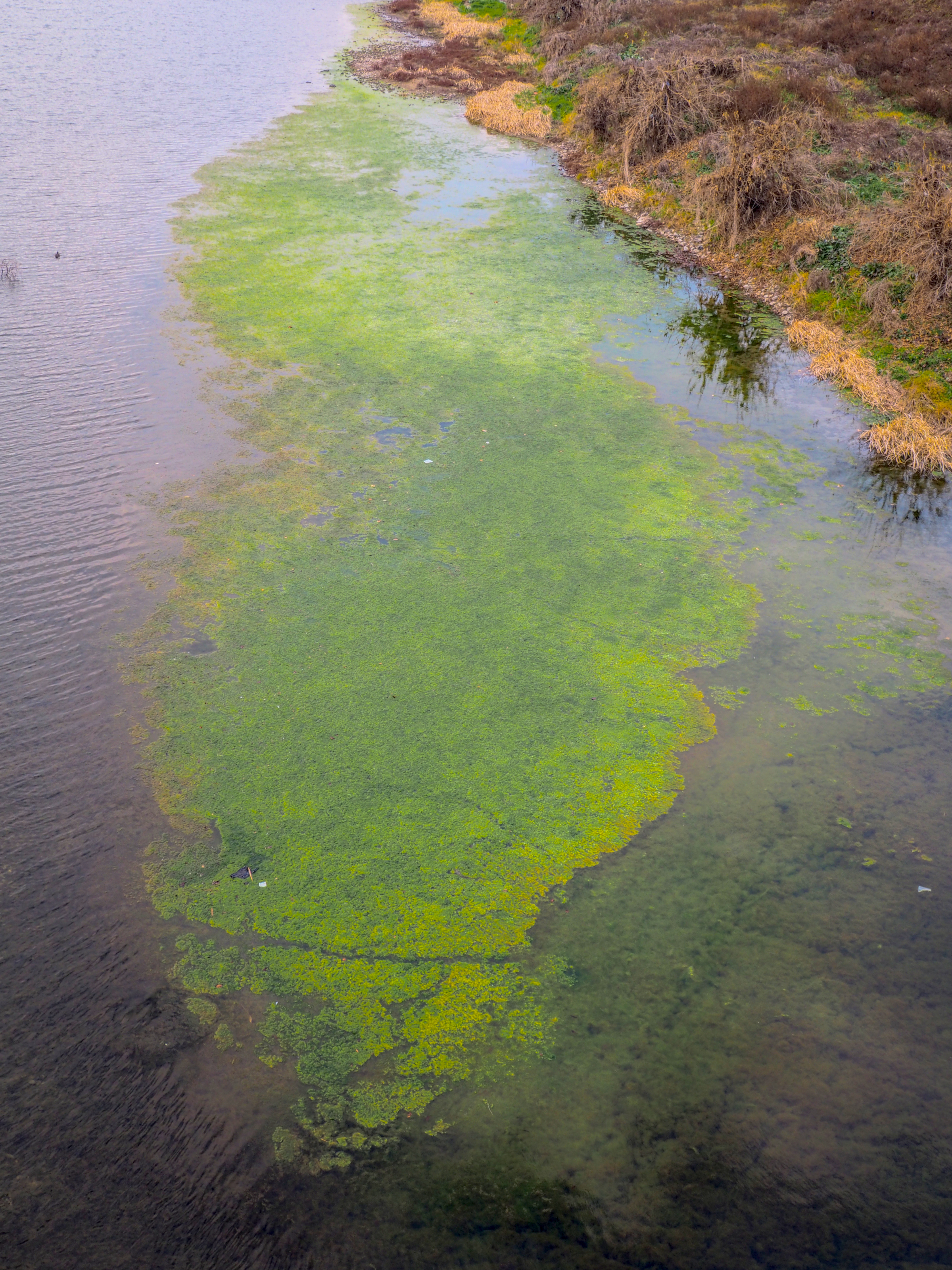 algae floating on a river