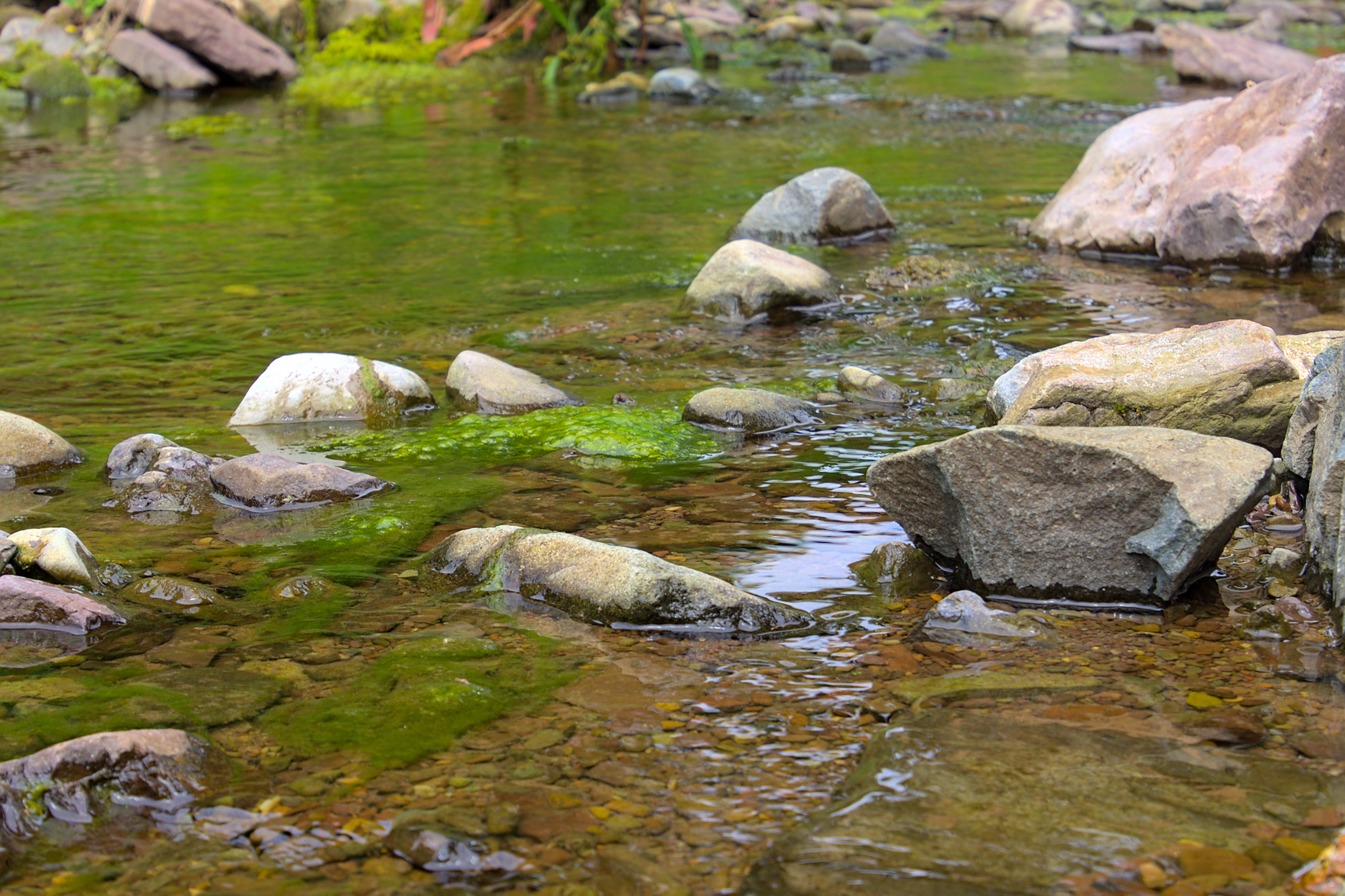 moss on rocks in a brook