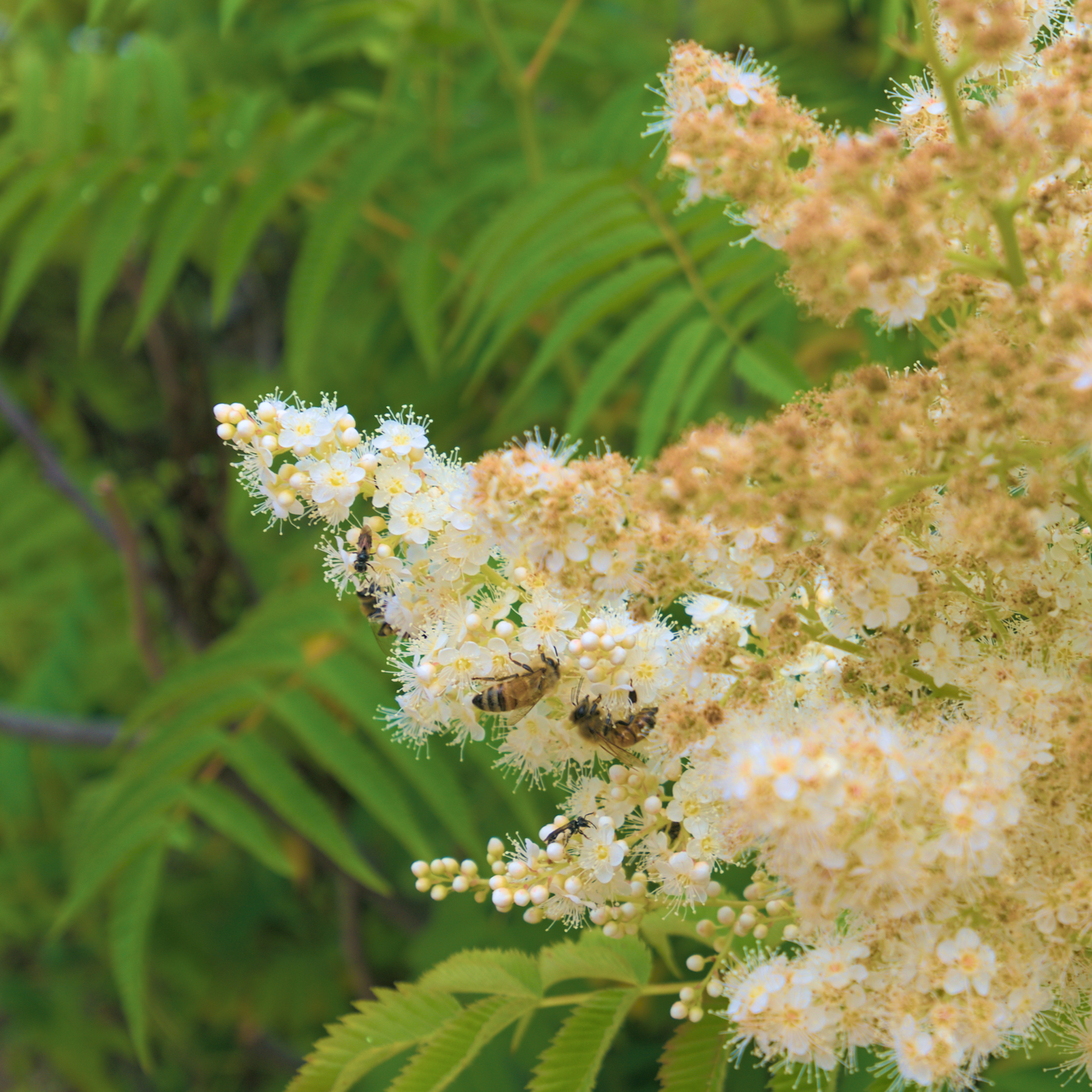 ong và ruồi cùng thụ phấn cho hoa