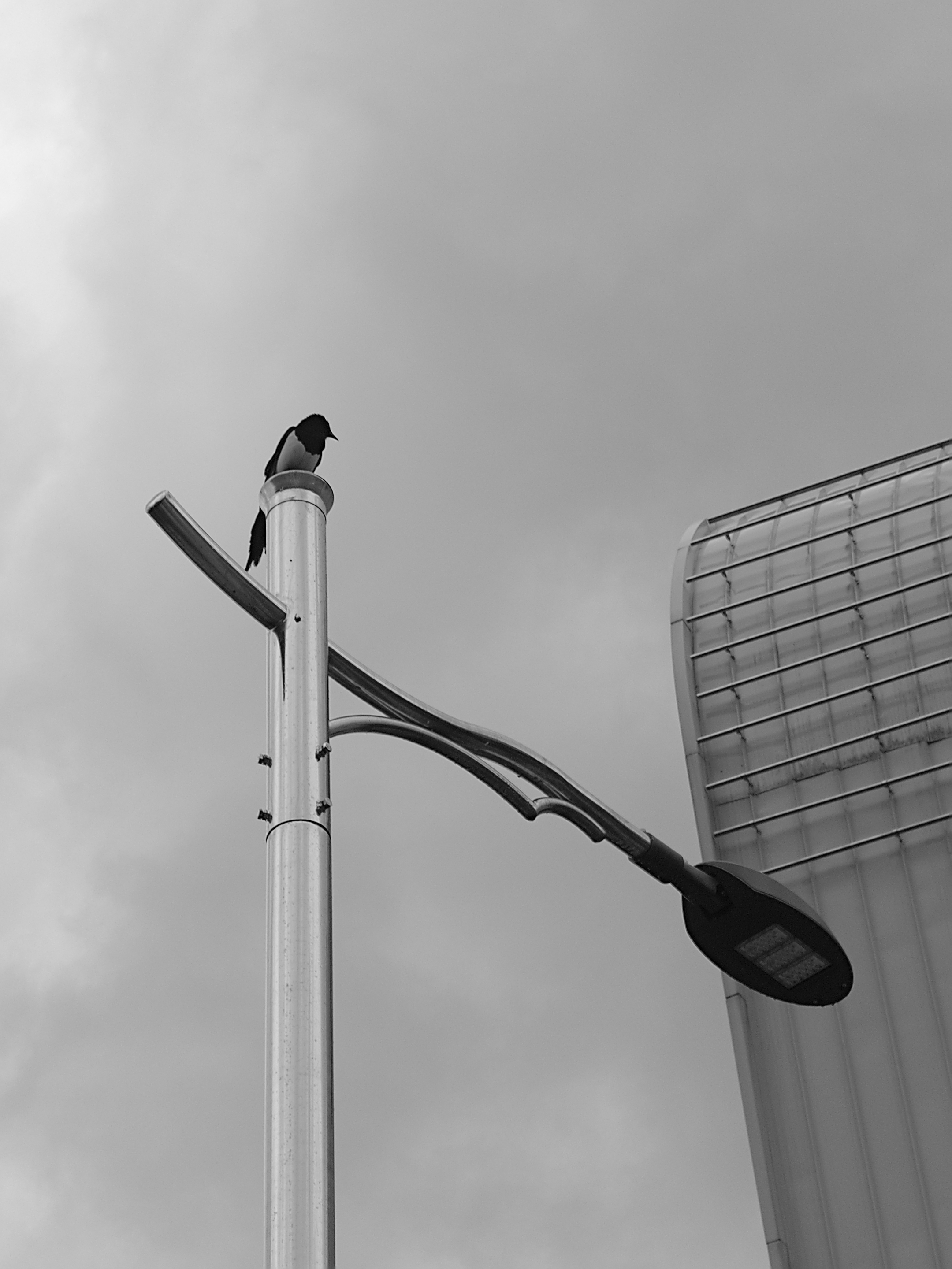 bird sitting on a light pole