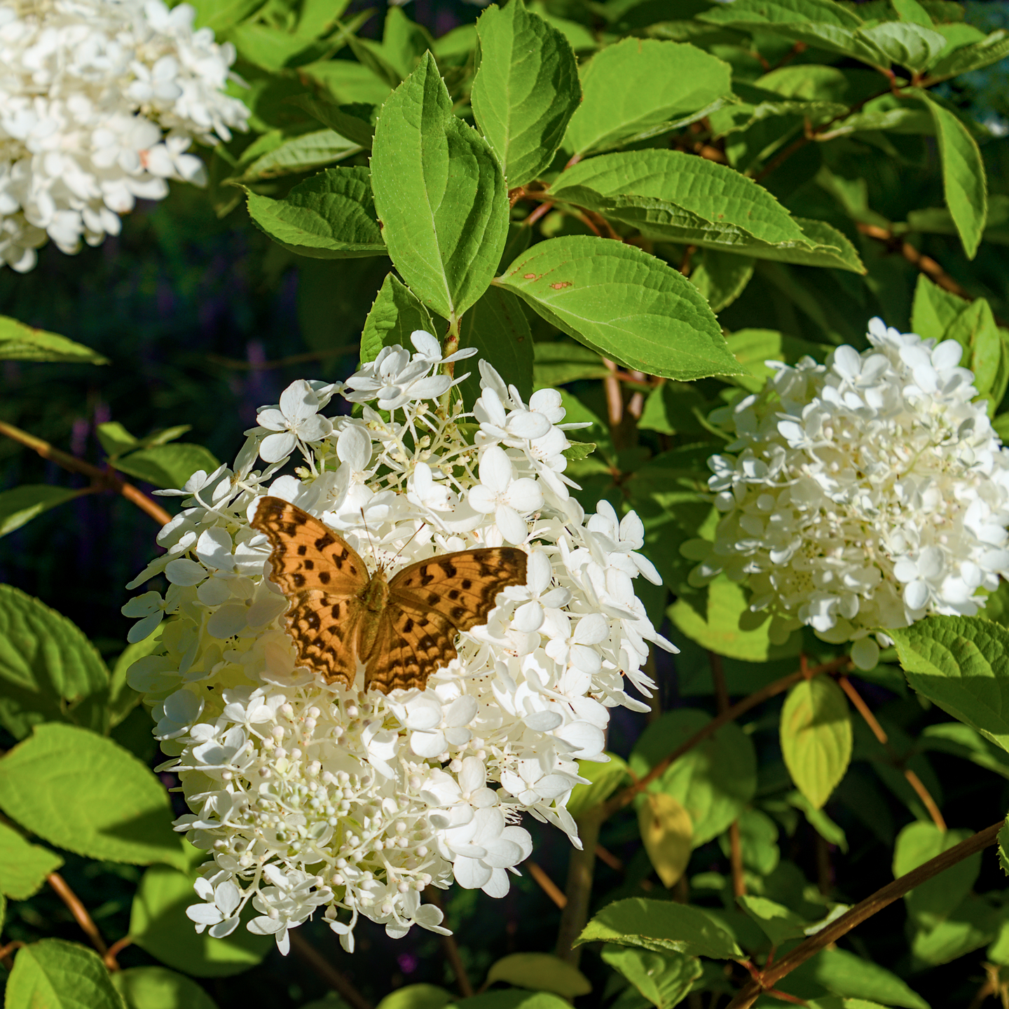 fritillary butterfly feeding on white sheep flowers