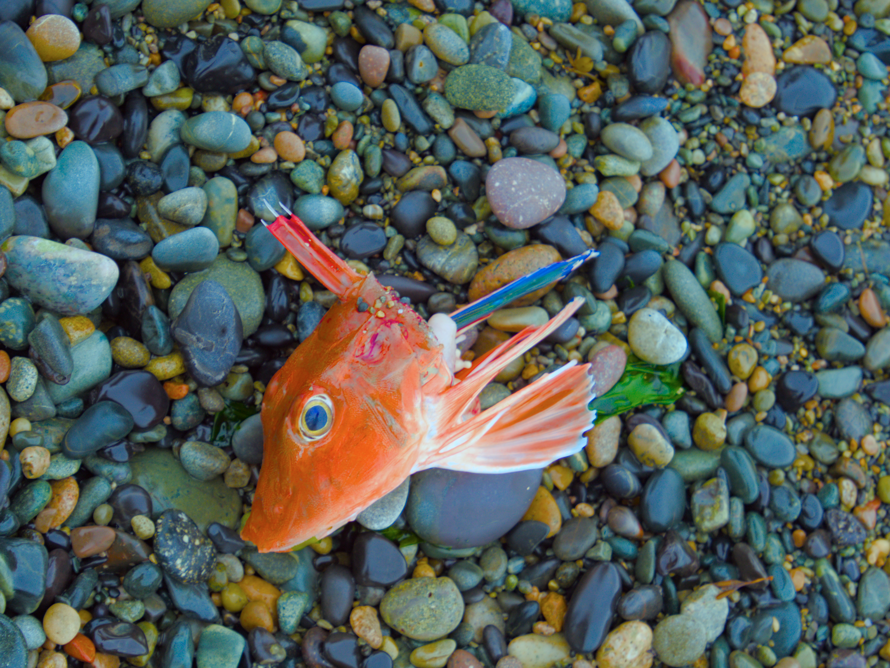 fish head stranded on a beach