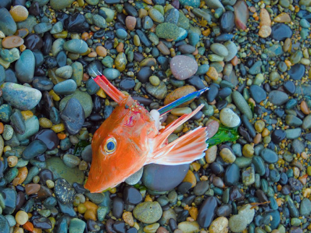fish head stranded on a beach