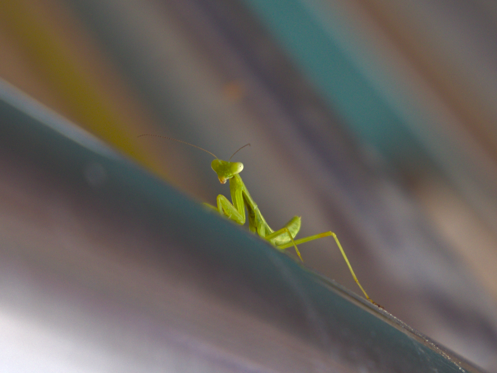 tiny mantis with large eyes on stainless steal banister