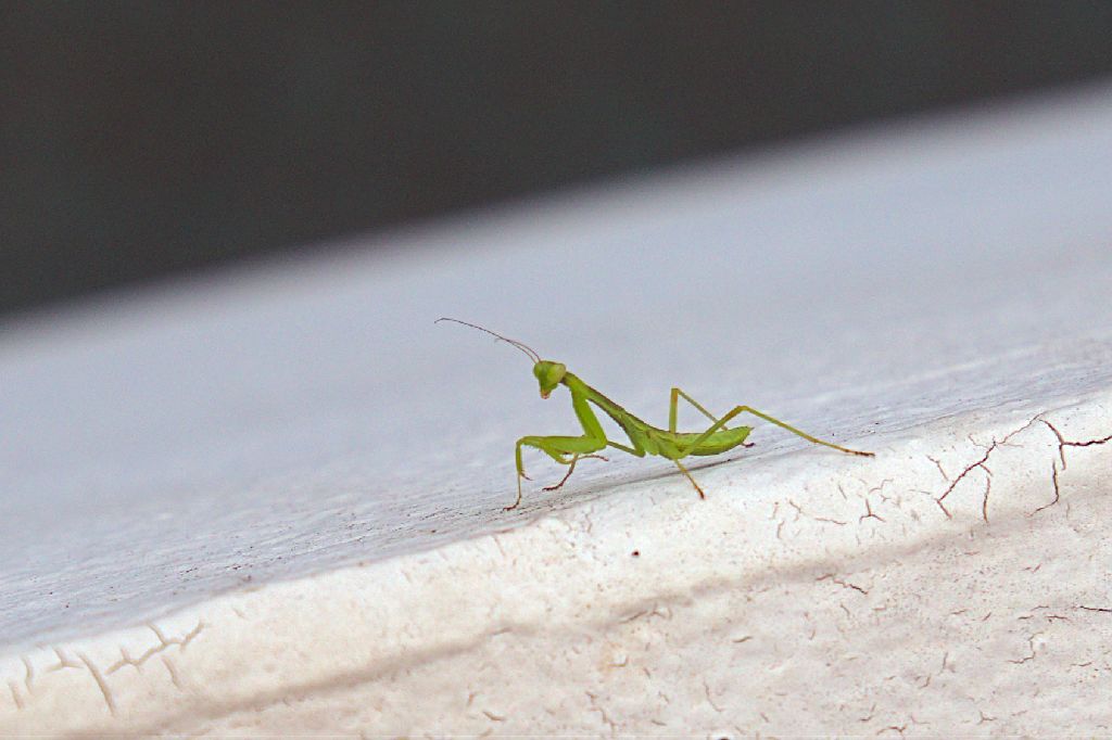 tiny mantis with large eyes on a wall
