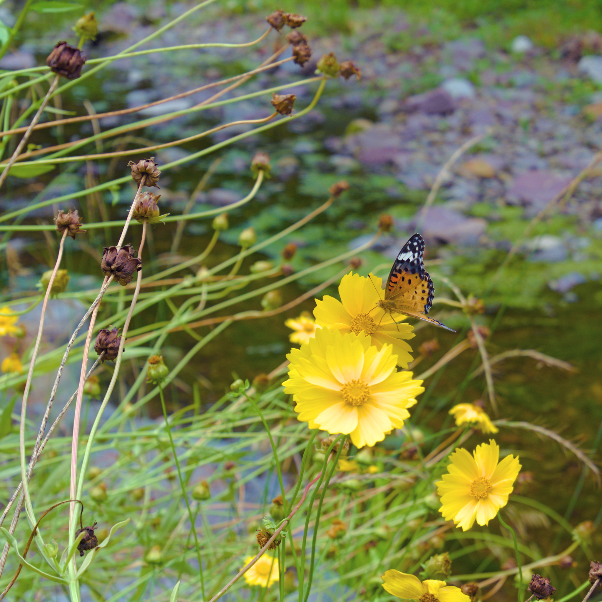 bướm cynthia hút mật cúc dại