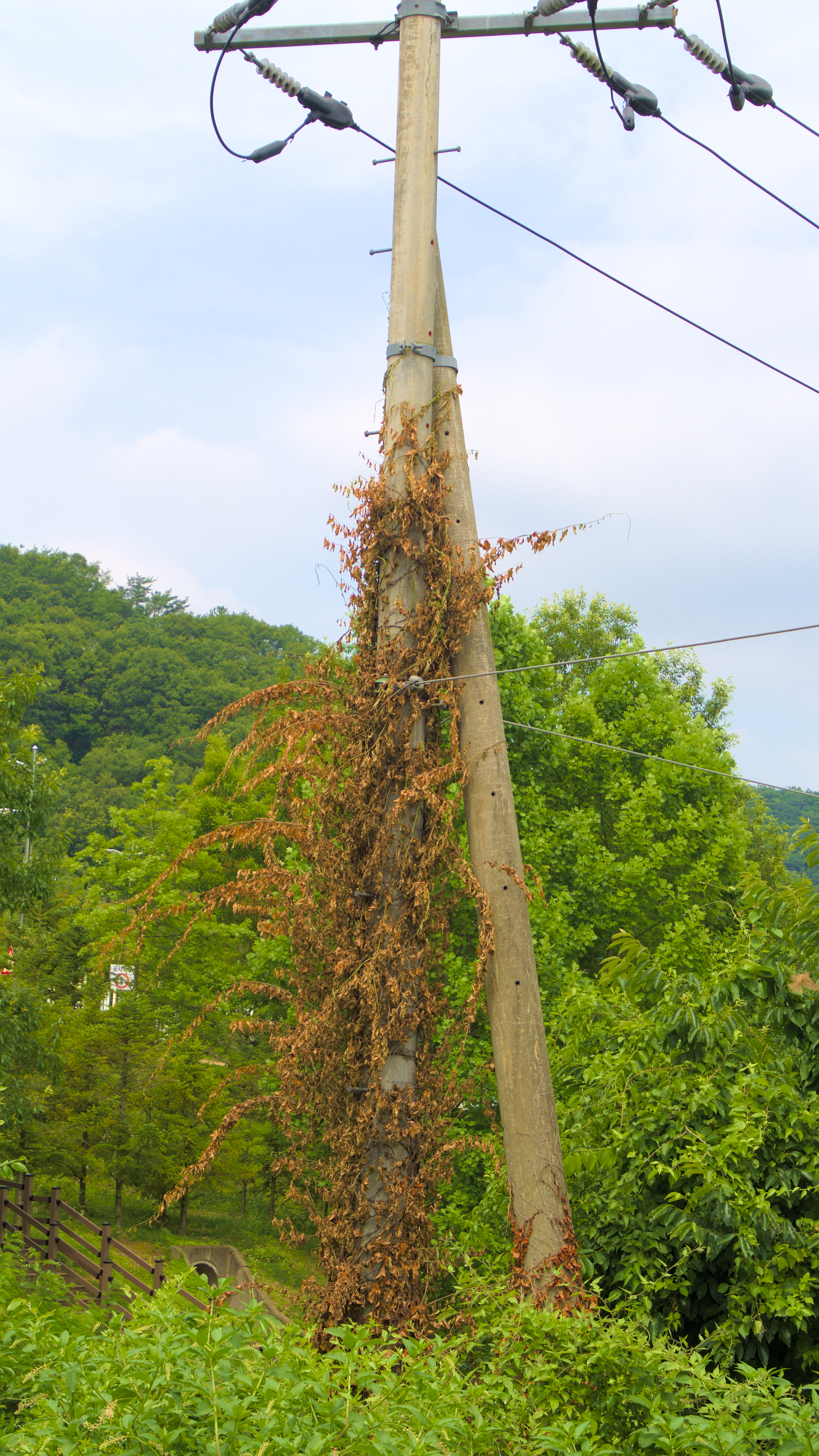 dead vine around a power pole