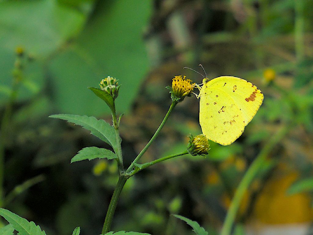 con bướm vàng