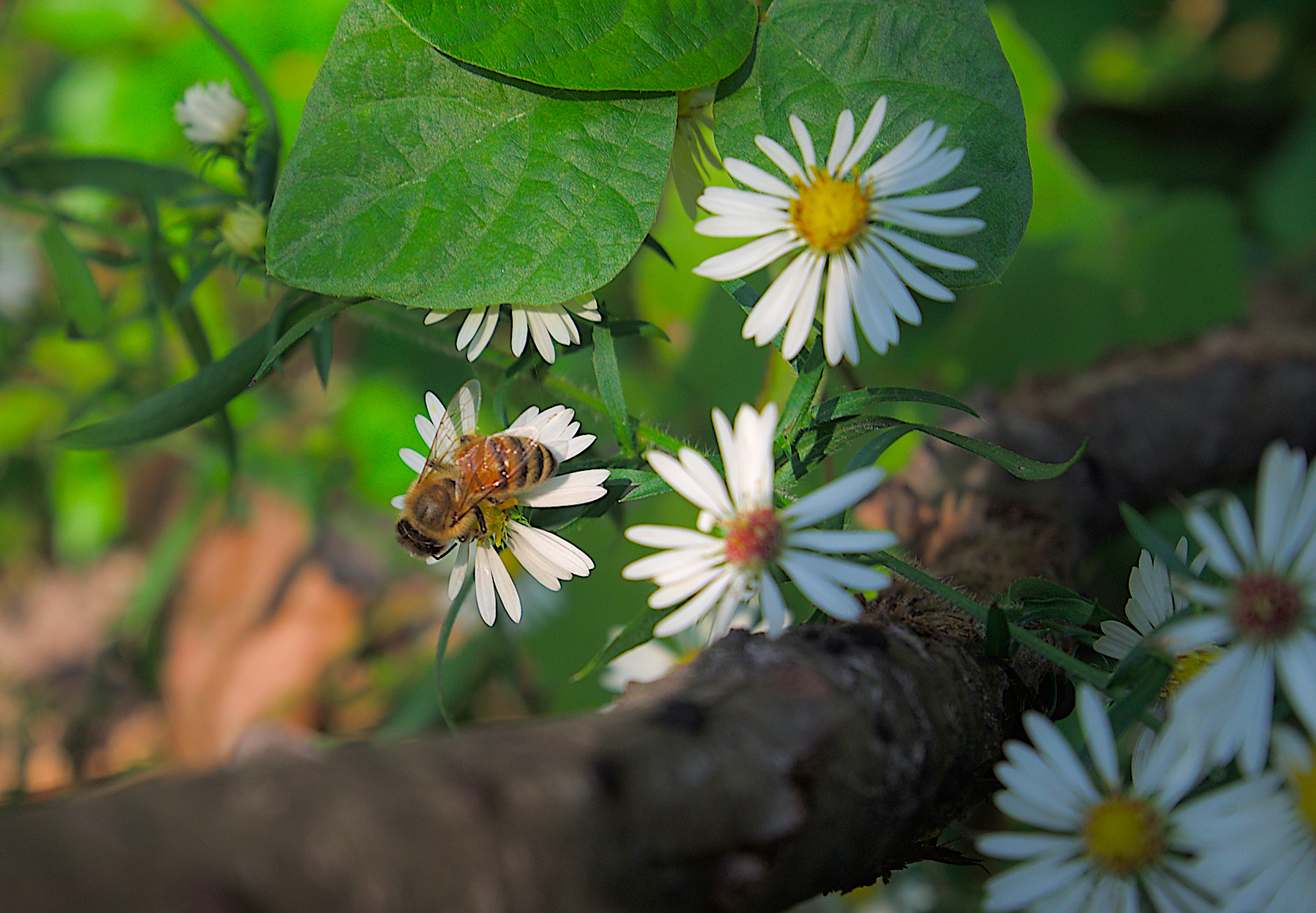 ong hút mật cúc dại