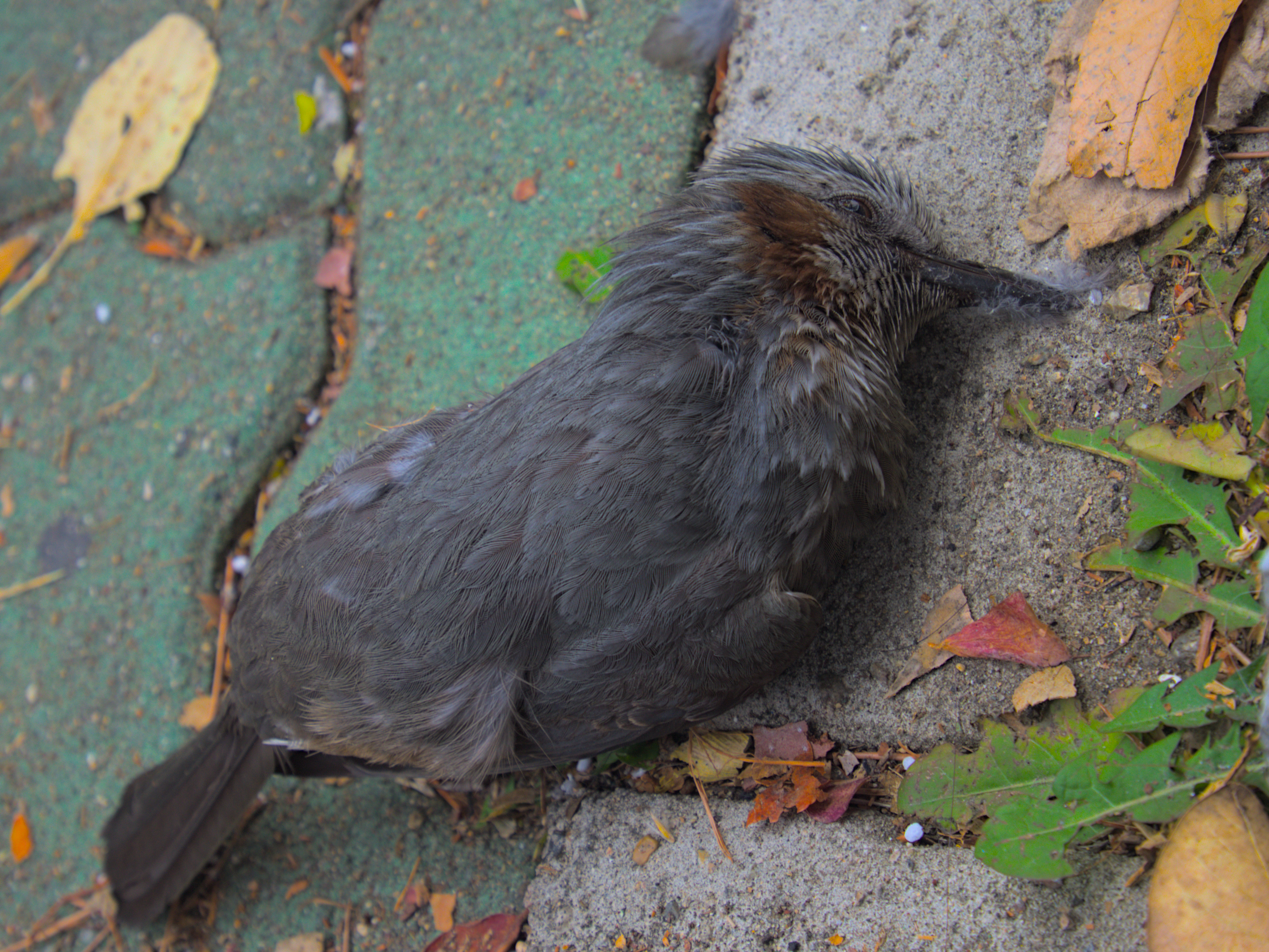 poor bird that died on a pavement