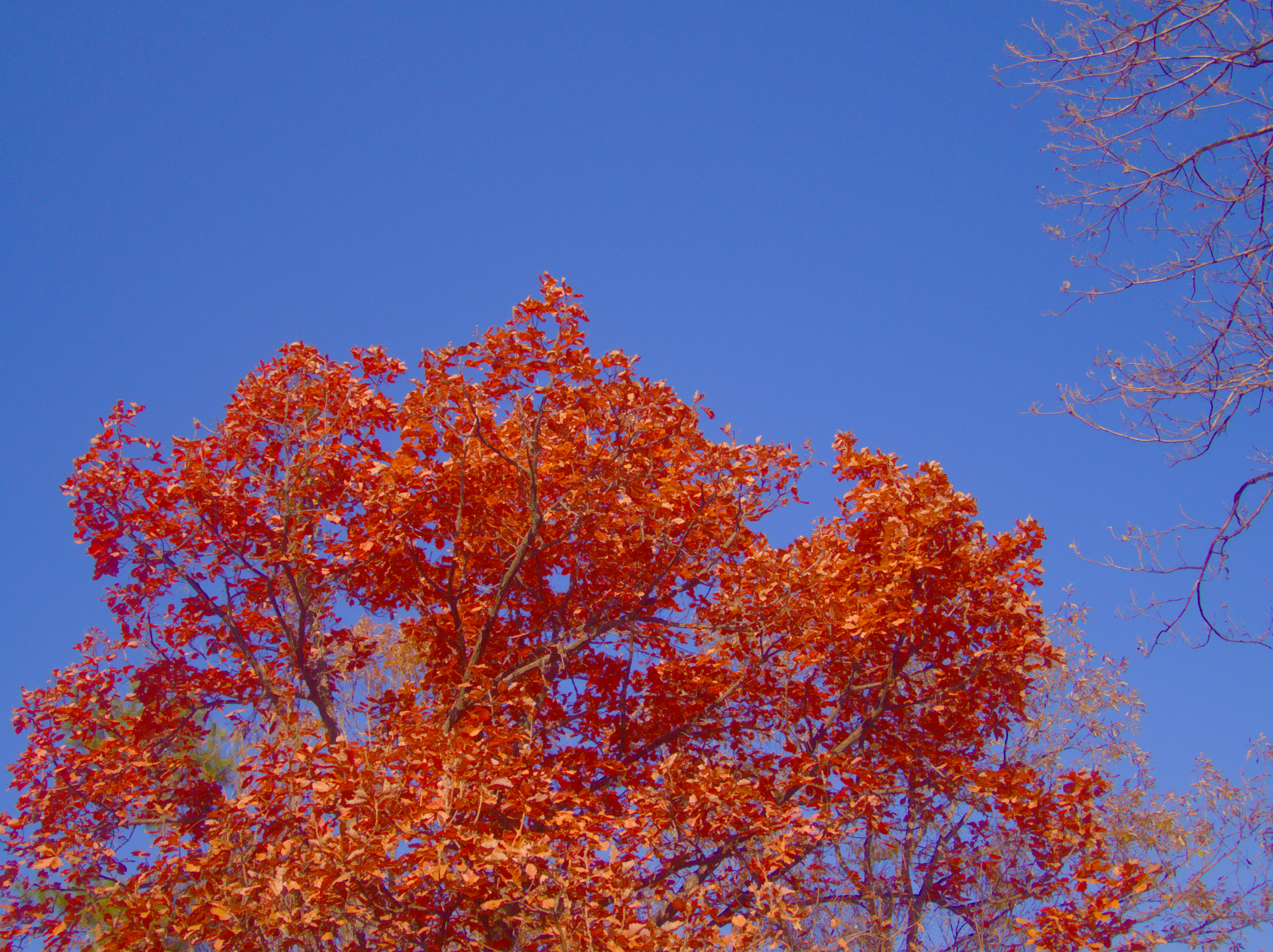 blue sky behind a tree with orange leaves